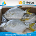 Hochgefrorene neue frische Pomfret Fisch